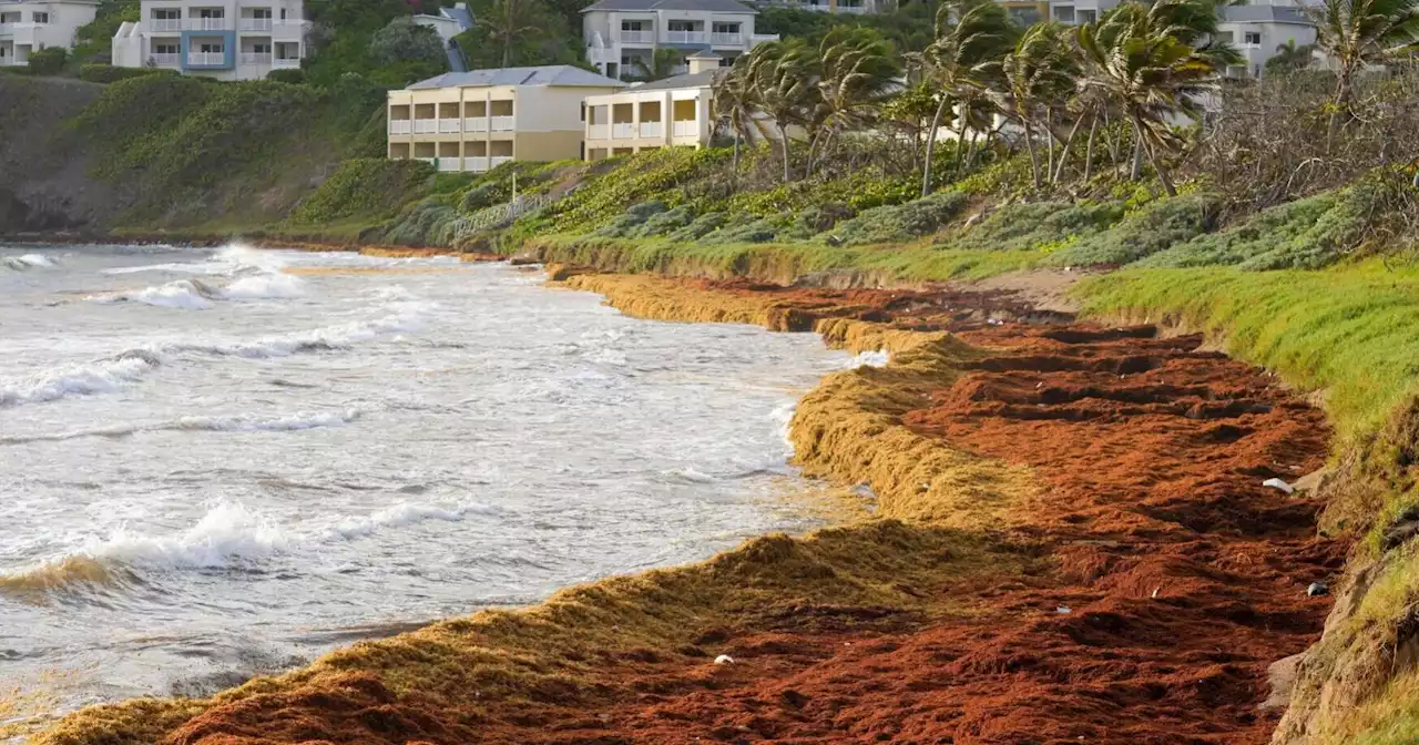 Record amount of seaweed is choking shores in Caribbean