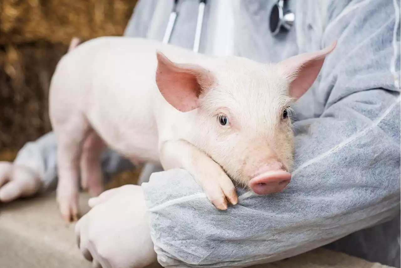 Scientists revived organ cells in dead pigs | Engadget