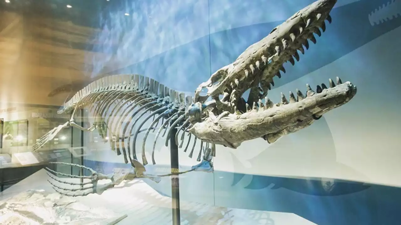 30-foot prehistoric marine lizard unearthed in North Texas