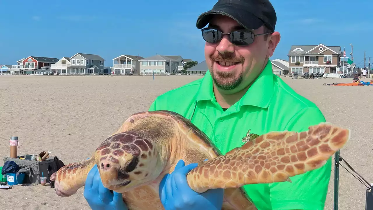 'World's toughest sea turtle' released back into the ocean at the Jersey Shore