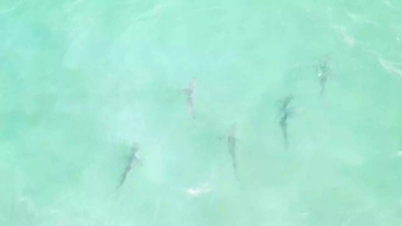 Aerial video captures shark snack attack off New York beach