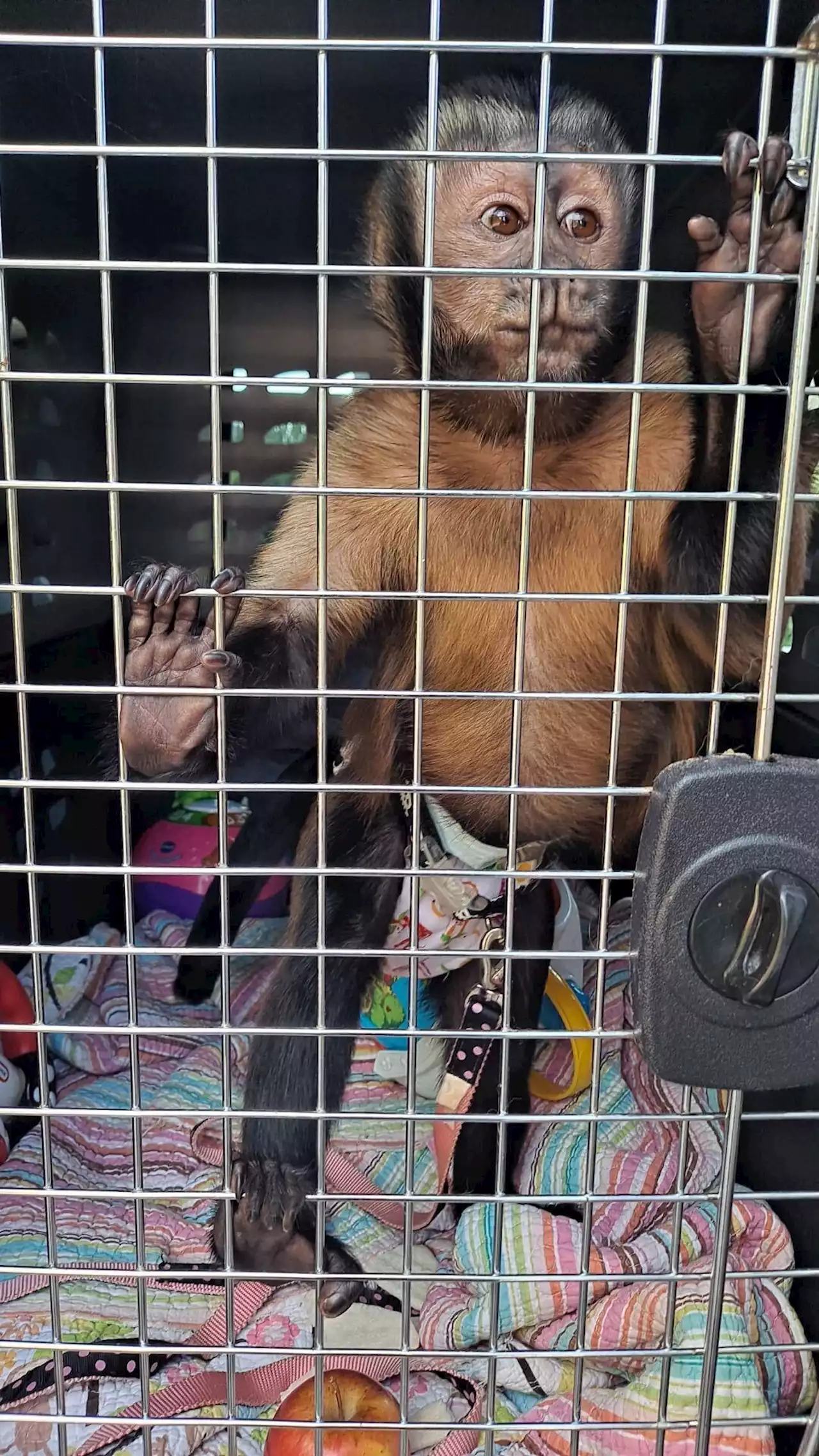 Multiple pet monkeys, including infamous pet once banned from island, seized in Galveston