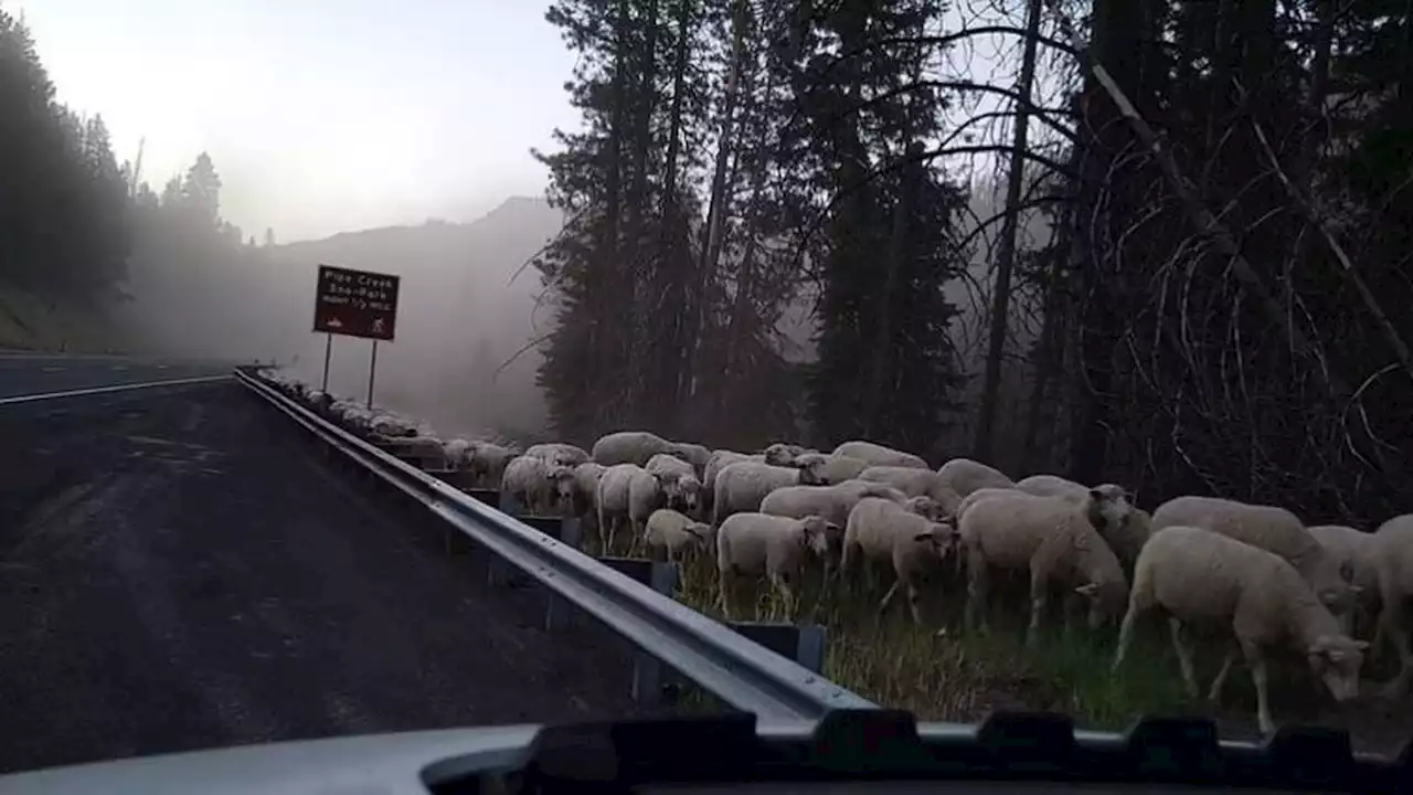 Video shows sheep being moved on Blewett Pass to new grazing land