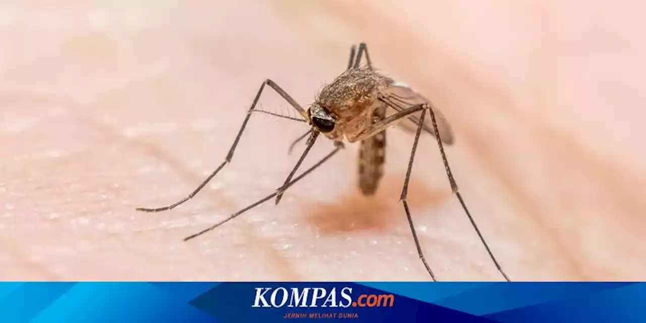 6 Cara Menghilangkan Nyamuk di Kamar Tidur