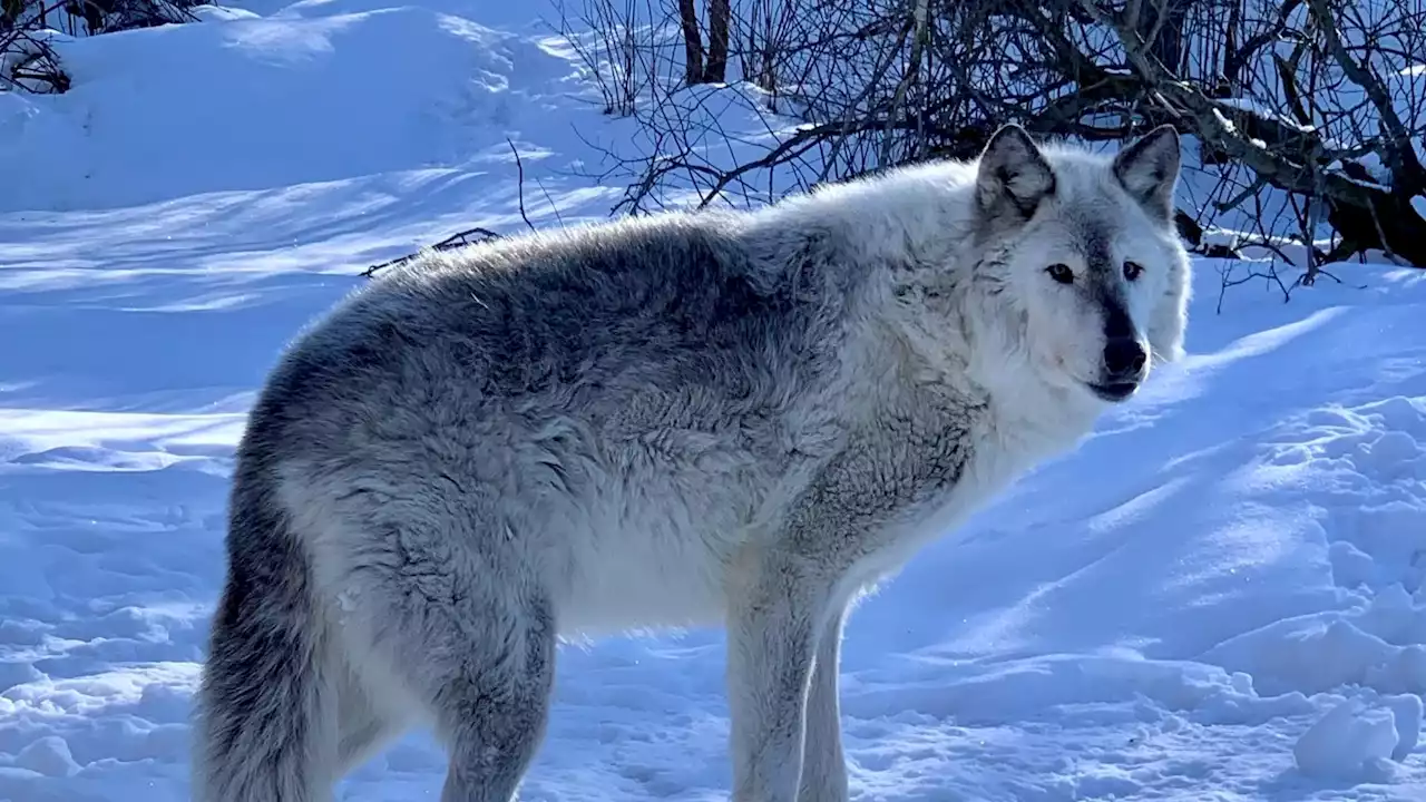 Death of Windy signals end of Alaska Zoo's resident wolf pack