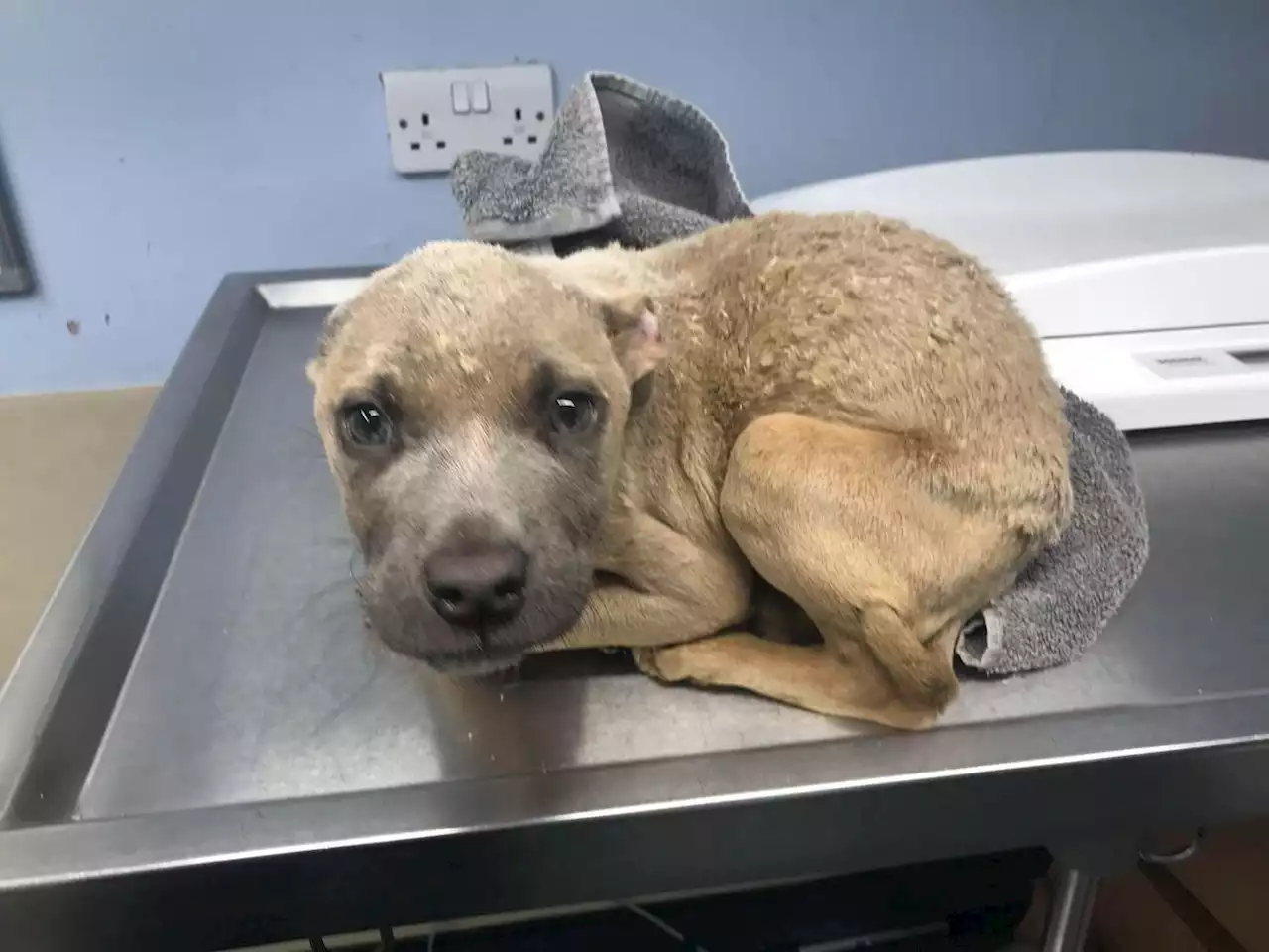 Dogs facing 'unimaginable cruelty' as RSPCA fear soaring West Yorkshire reports could get worse