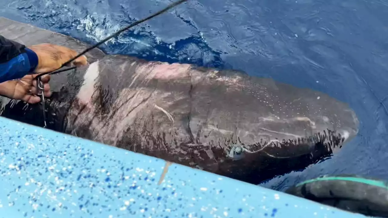 Half-blind Greenland shark possibly spotted in the Caribbean, thousands of miles from its usual home