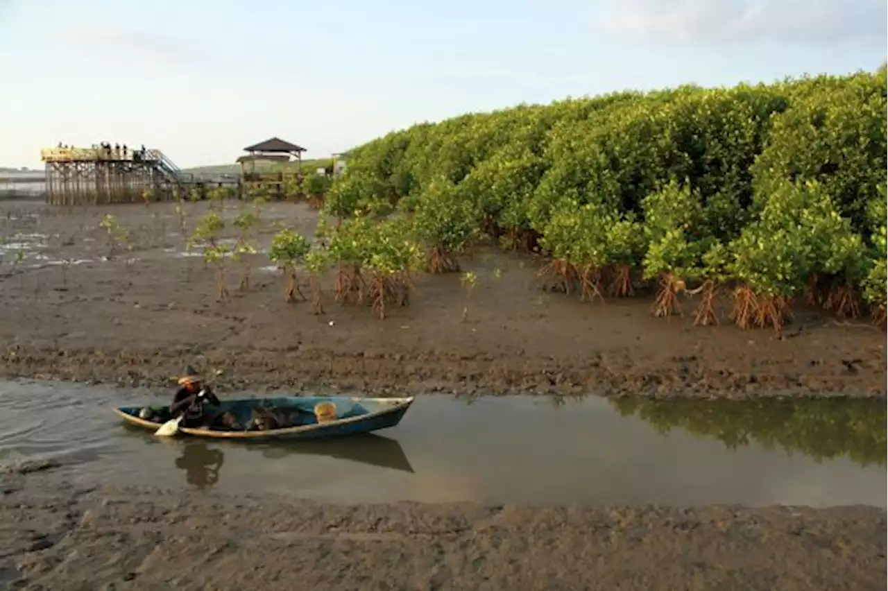 Negara-Negara G20 Bakal Bantu Indonesia Percepat Rehabilitasi Mangrove