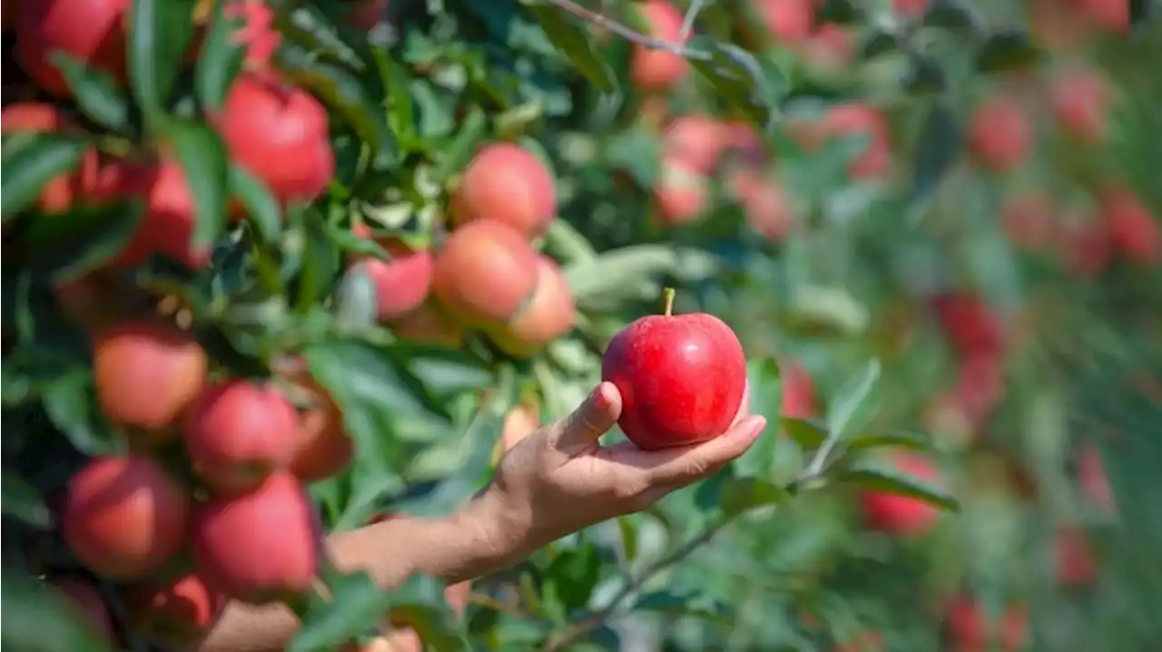 Obstbauern erwarten guten Ertrag bei Äpfeln