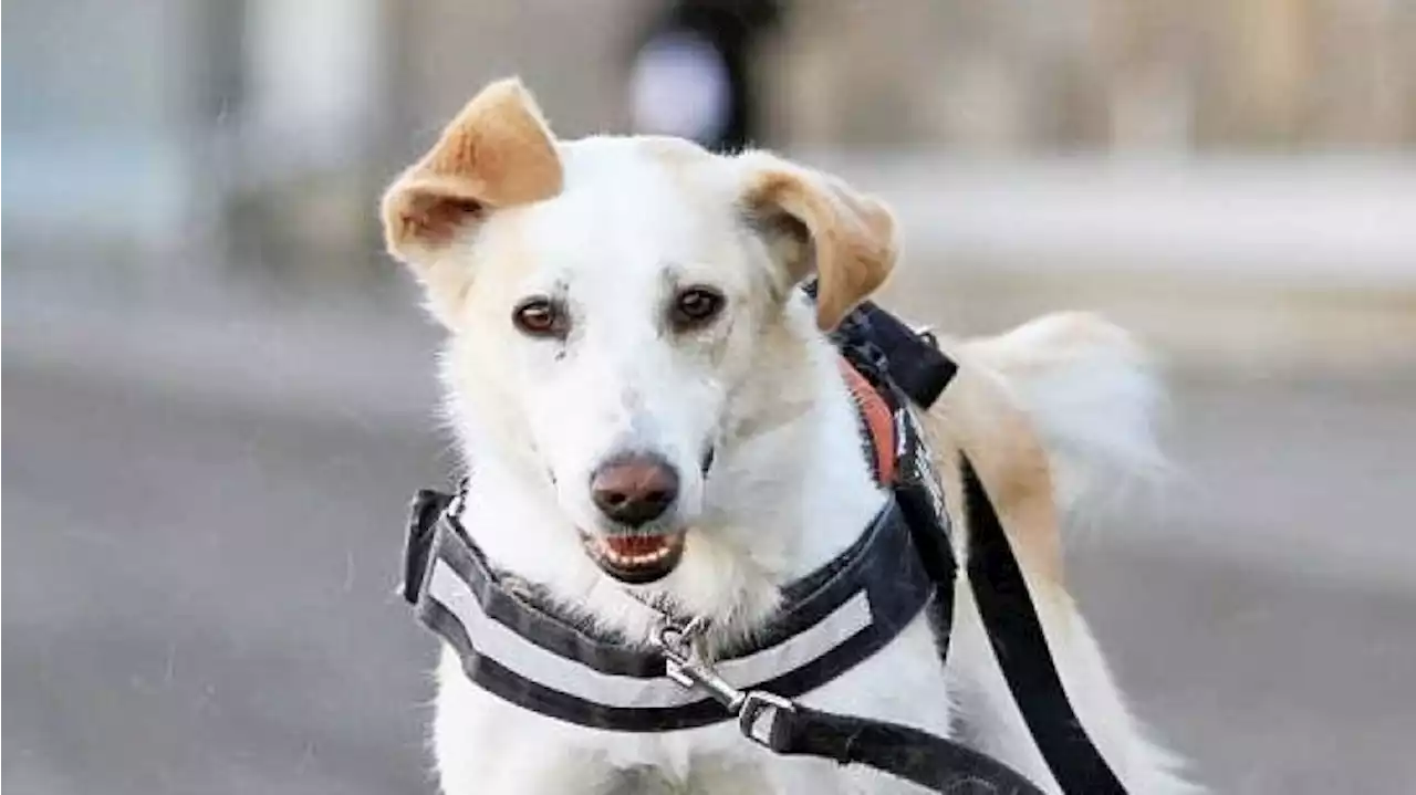 Tierheim Berlin: Wer gibt Collie-Mix Candy eine klare, souveräne Führung?