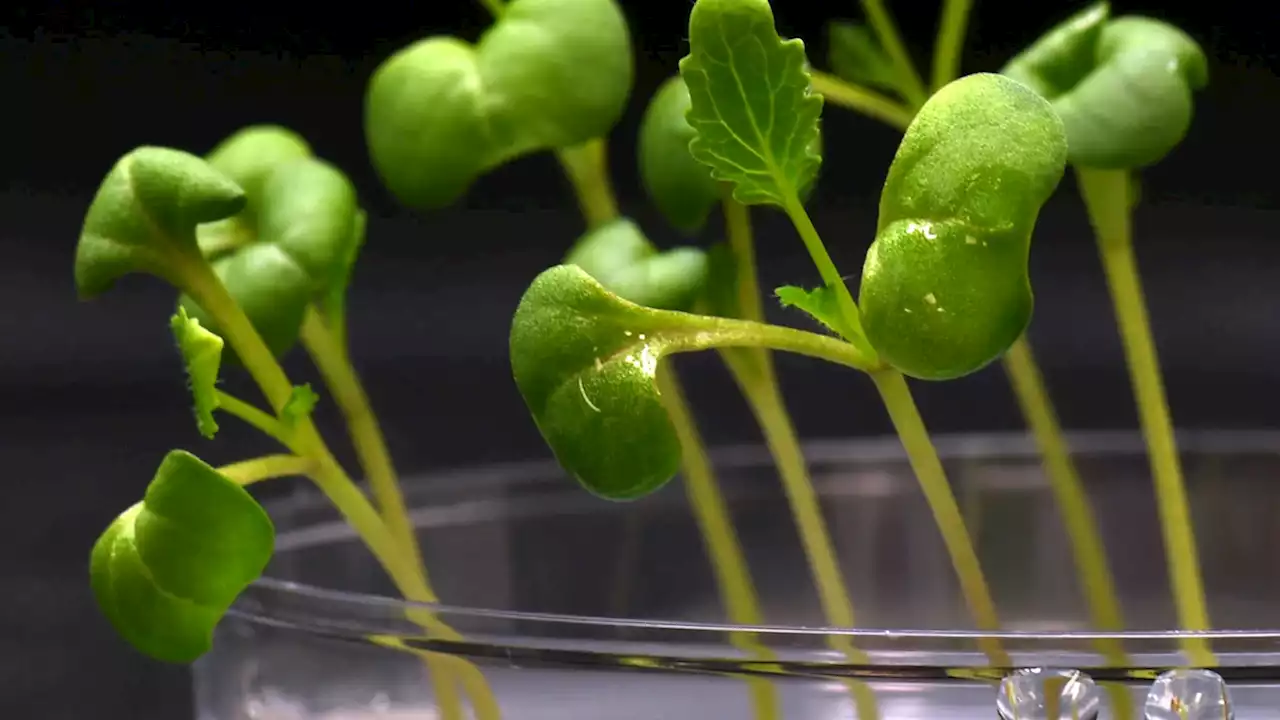 Can food crops grow in the dark? Scientists are working out how.