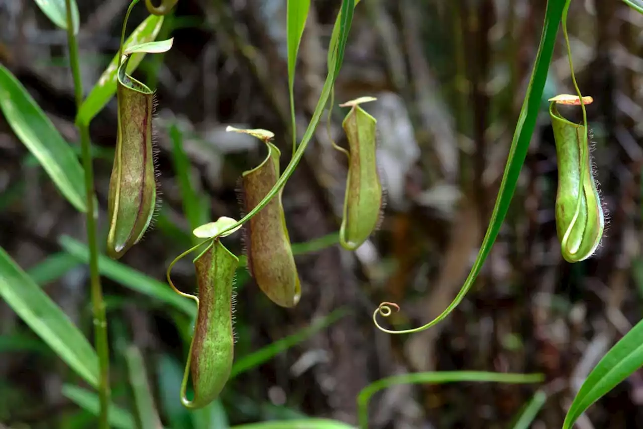 Pitcher plants use raindrop impacts to fling insects into their trap