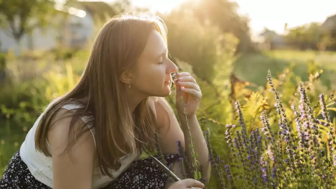 Ein Garten für die Nase