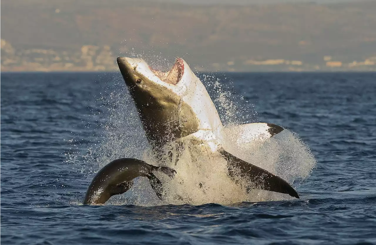 Great white shark sightings are up in the US, which is kinda good news