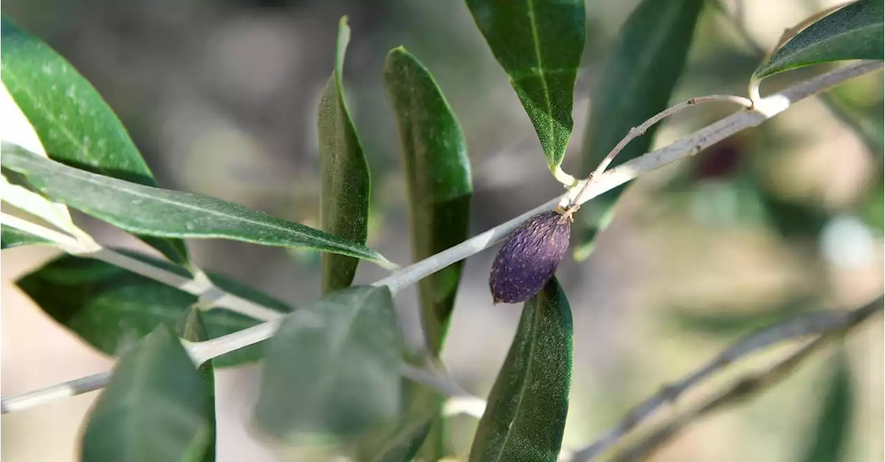 Drought takes toll on Tuscany's famed olive oil and wine production