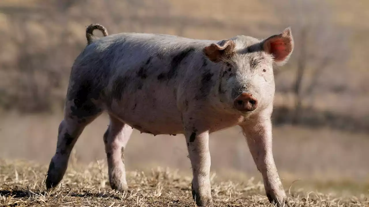 How scientists got pigs' vital organs to show signs of life hours after death