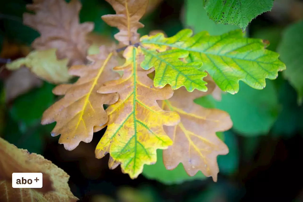 Wegen der Hitze: Im Schweizer Wald herbstet es schon