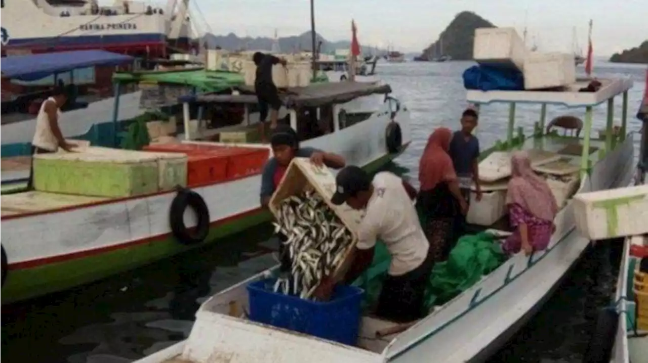 Kenaikan Tarif Taman Nasional Komodo, Ribuan Pelaku Parekraf di Labuan Bajo Kehilangan Pekerjaan - Tribunflores.com