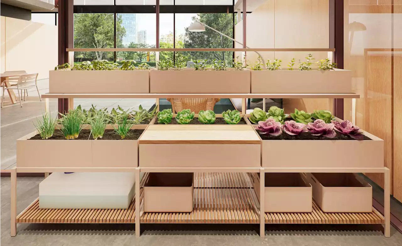 Kettal and Tectum’s indoor hydroponic garden combats cabin fever with office-grown veg