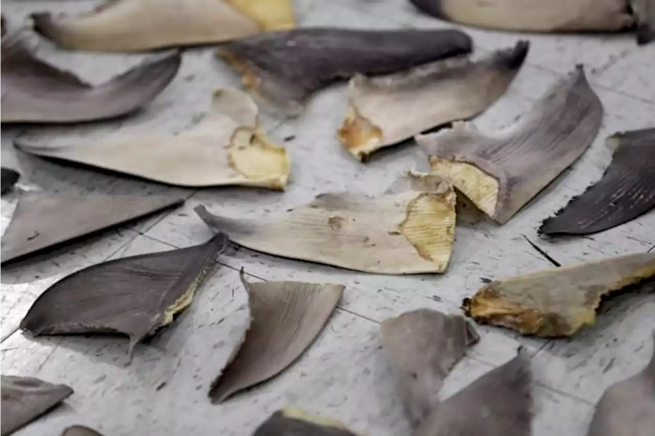 Feds target US companies caught in lucrative shark fin trade