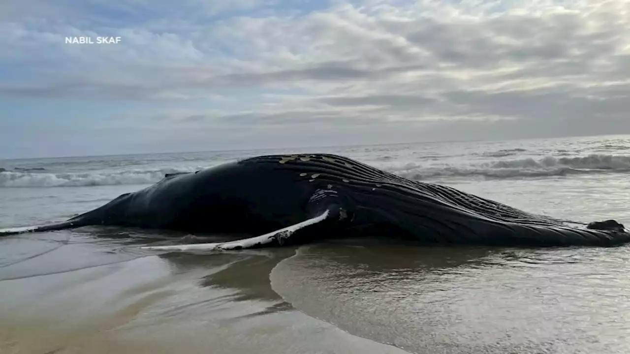 Experts say dead humpback whale spotted on Half Moon Bay beach likely struck by ship