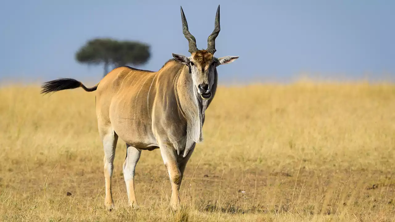 Large antelope gores man to death in Swedish animal park