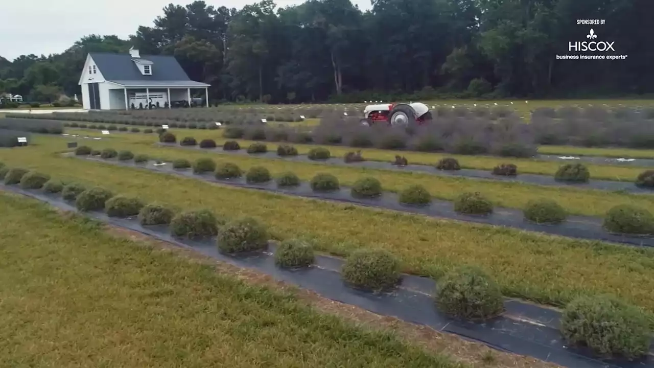 Brittingham Farms creates Lavender and Lambs Experience to educate people on local farming