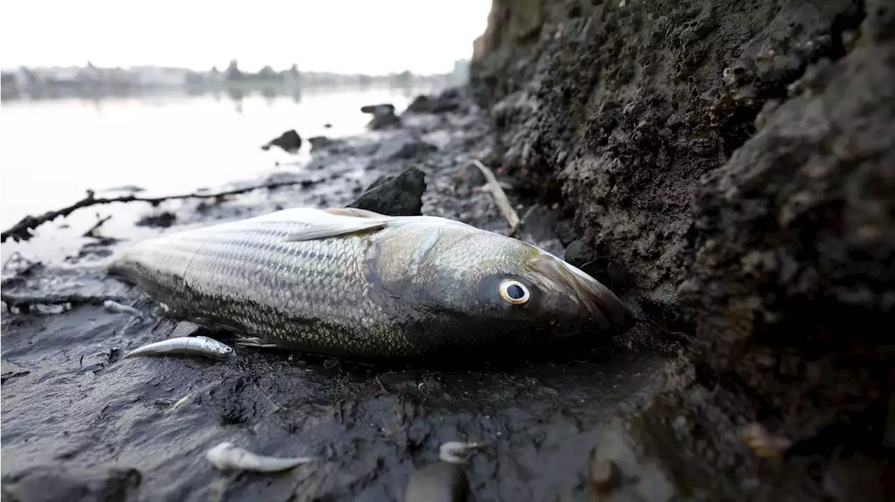 Thousands of dead fish collect along the San Francisco Bay amid rare algae bloom