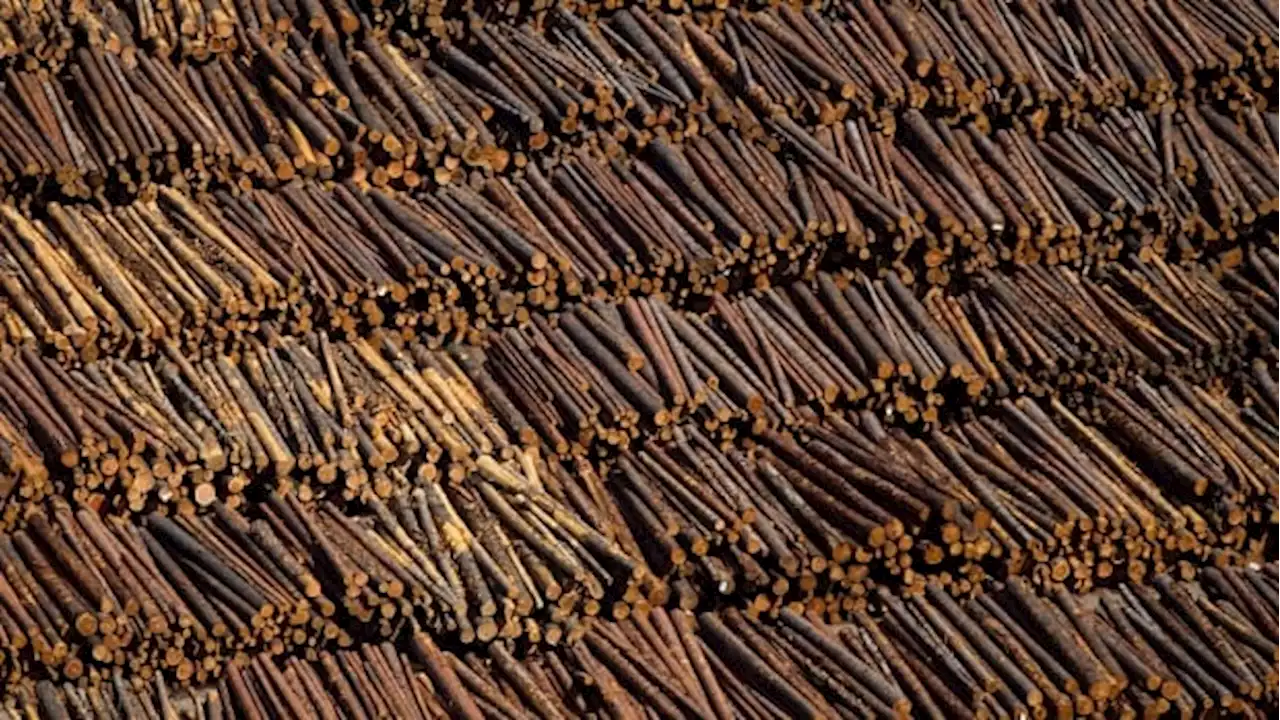 Canada formally launches challenge of 'unfair' U.S. duties on softwood lumber | CBC News