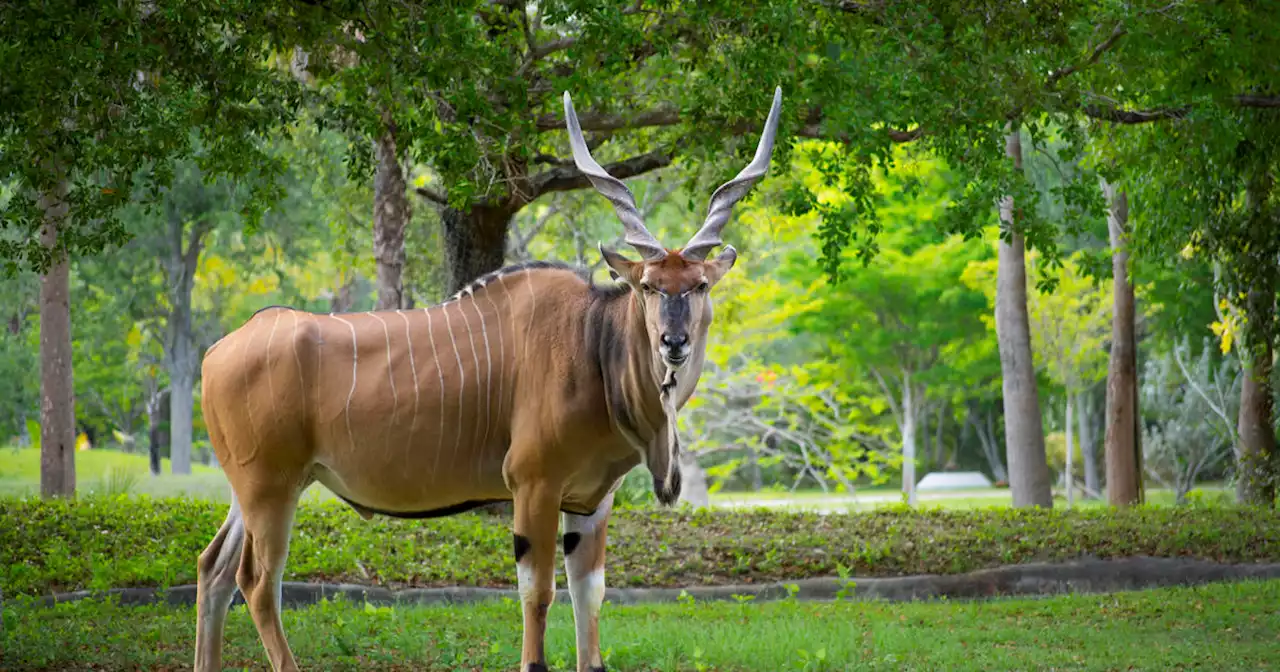 Animal park worker gored to death by an eland, the world's largest antelope