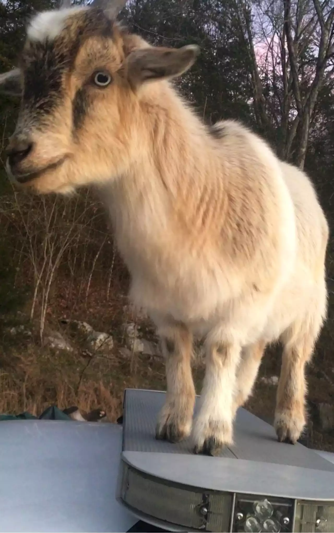 Goats take over Alabama deputy’s patrol car (video)