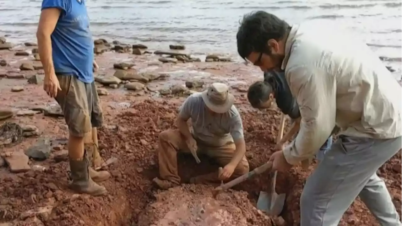 Good bones: PEI woman make major fossil find