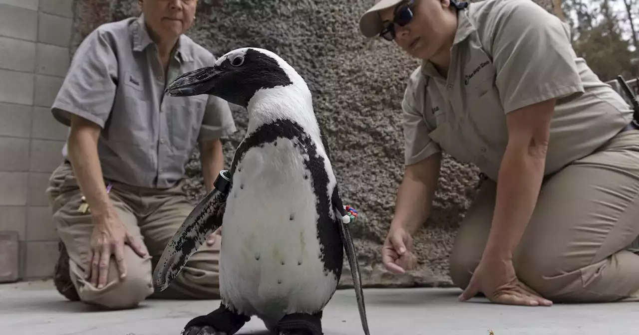 Happy feet: San Diego Zoo penguin fitted with orthopedic footwear