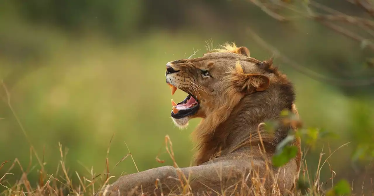 Lion rips man apart after he tries to steal rare white cub at zoo: Police