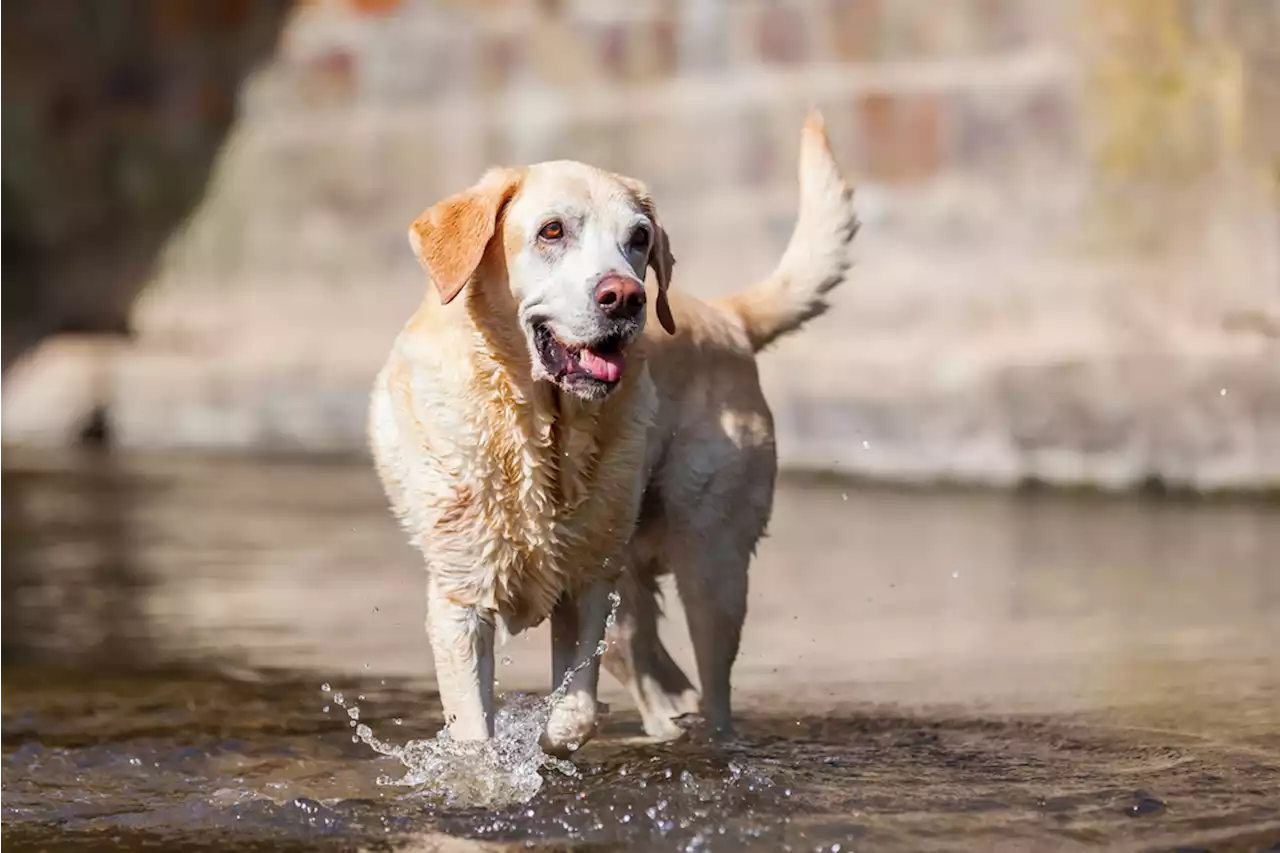 What Old Dogs Can Teach Us About Aging