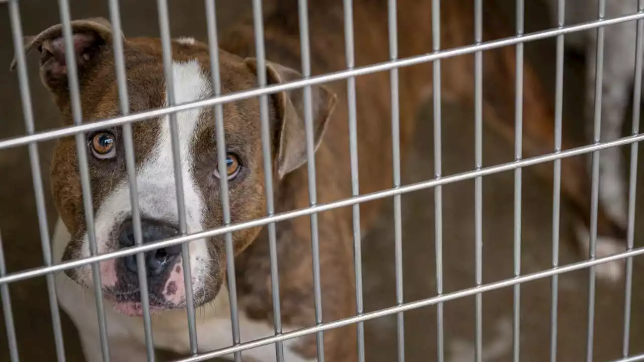 Man breaks into animal shelter, releases nearly 150 dogs, police say