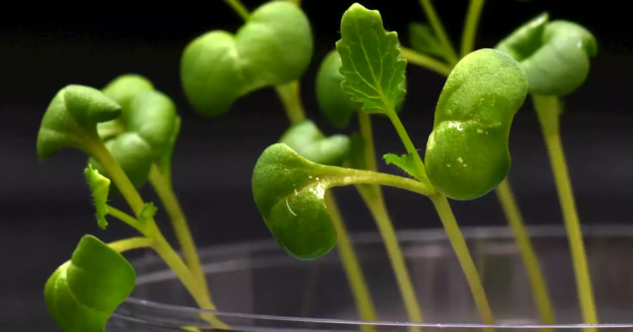 Scientists Invent Way to Grow Plants in Complete Darkness