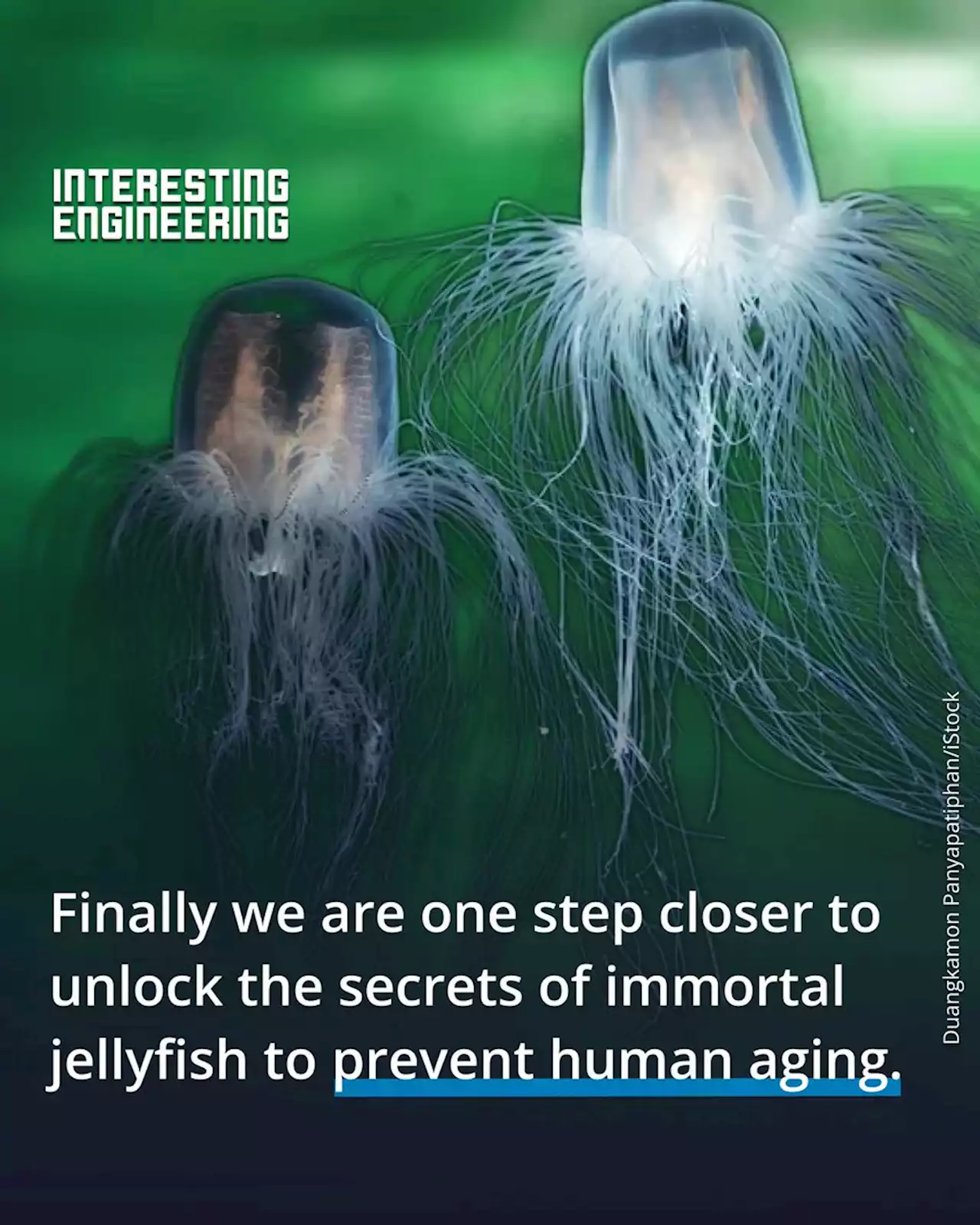 Immortal jellyfish may prevent human aging, research says