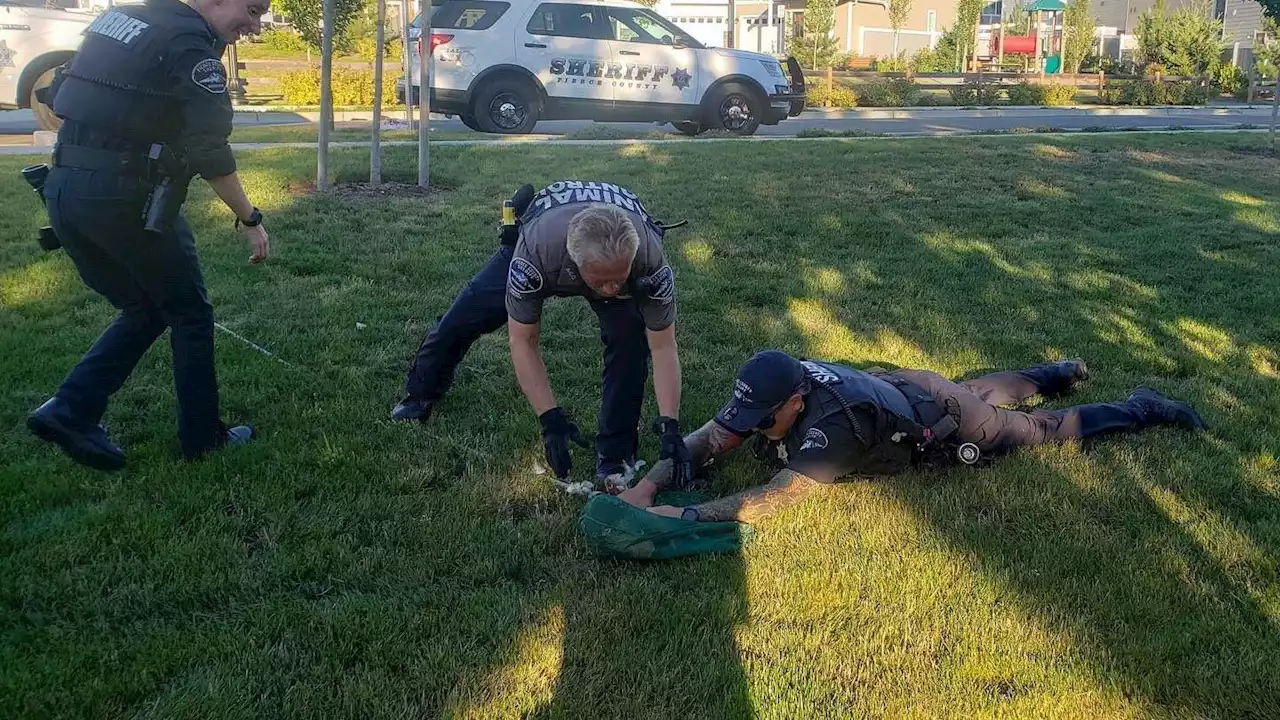 Pierce County deputies help wrangle escaped chickens