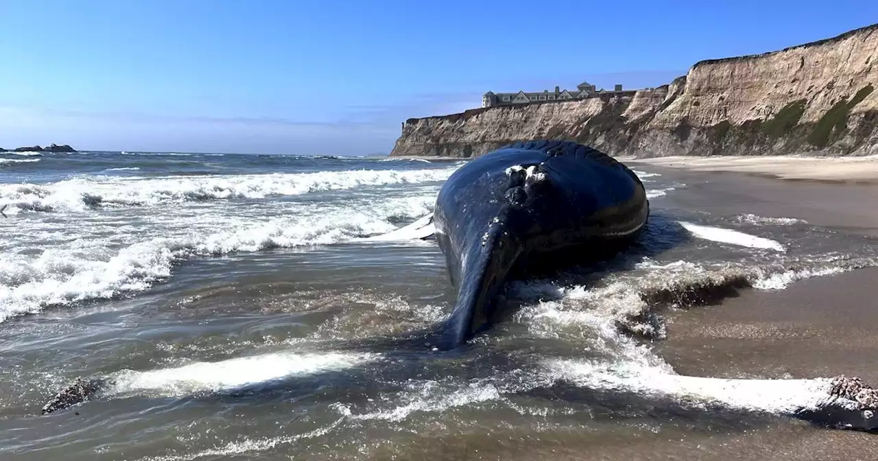 Dead whale washes ashore at Half Moon Bay beach