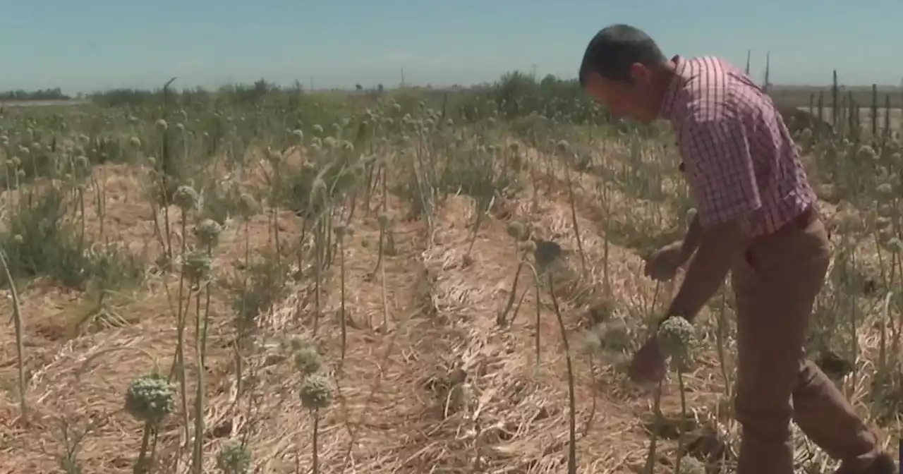 'It's a scary time'; Life-long Central Valley farmer threatened by drought conditions