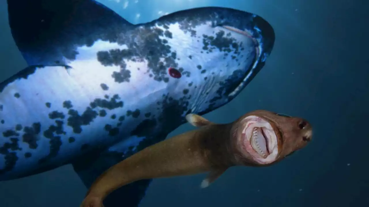 20 of the weirdest sharks