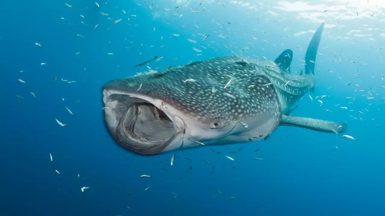 Whale sharks are the world’s biggest omnivores, scientists discover