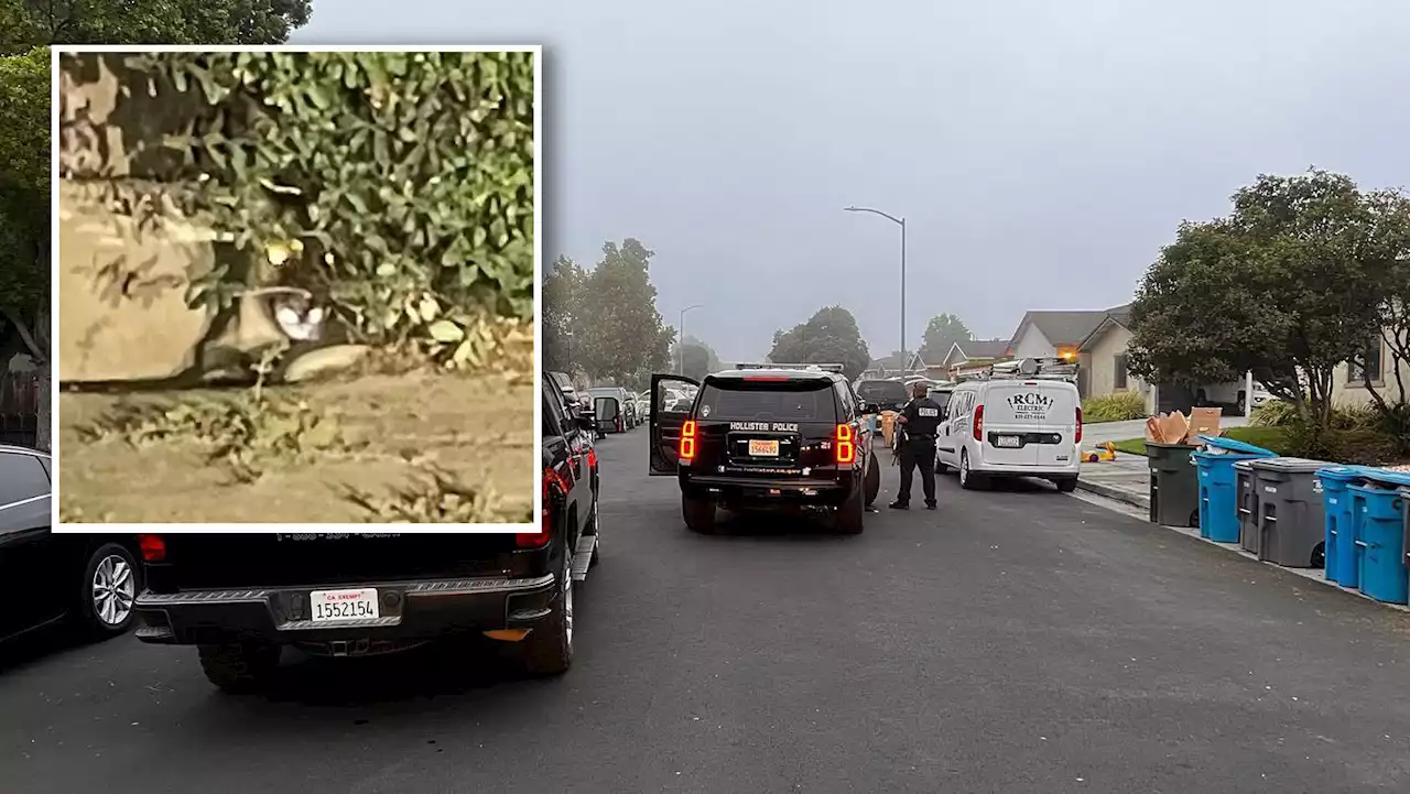 Shooting of Mountain Lion in Hollister Causes Stir Between Police, Zoo