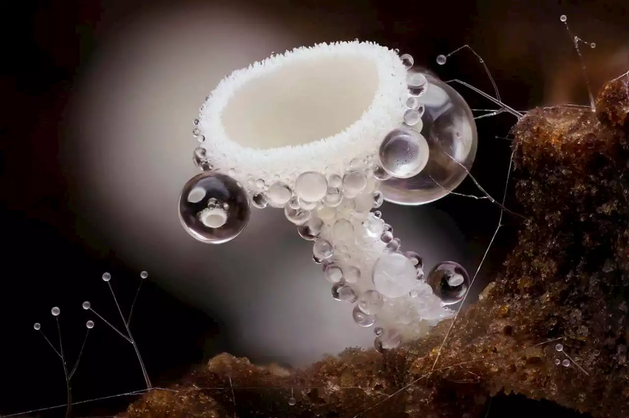 Fungi evolved their weird and wild shapes in two big bursts