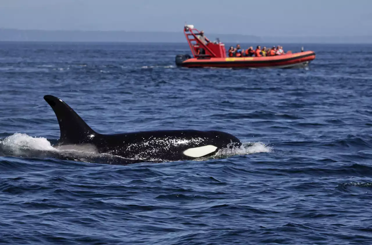 Orca surround small boat as one swims so close passengers could touch fin