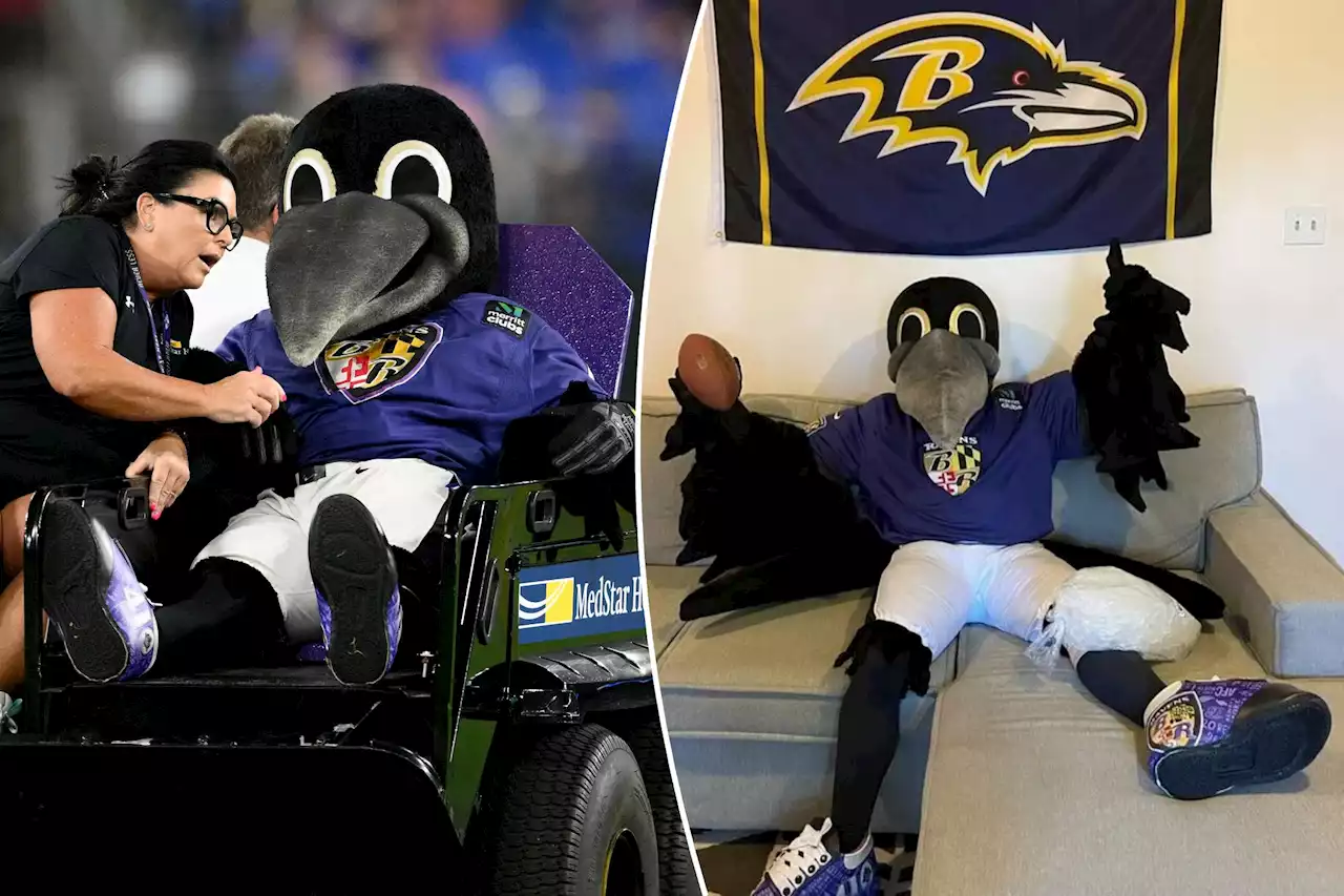 Ravens share update on injured mascot after being carted off field