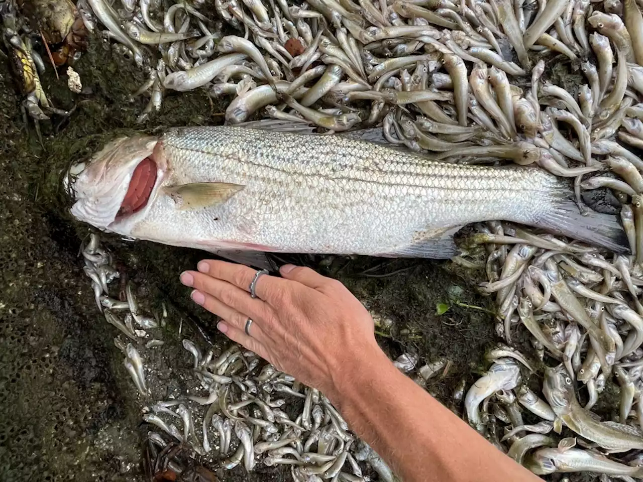 Q & A: What’s causing the mass die-off of Bay Area fish?