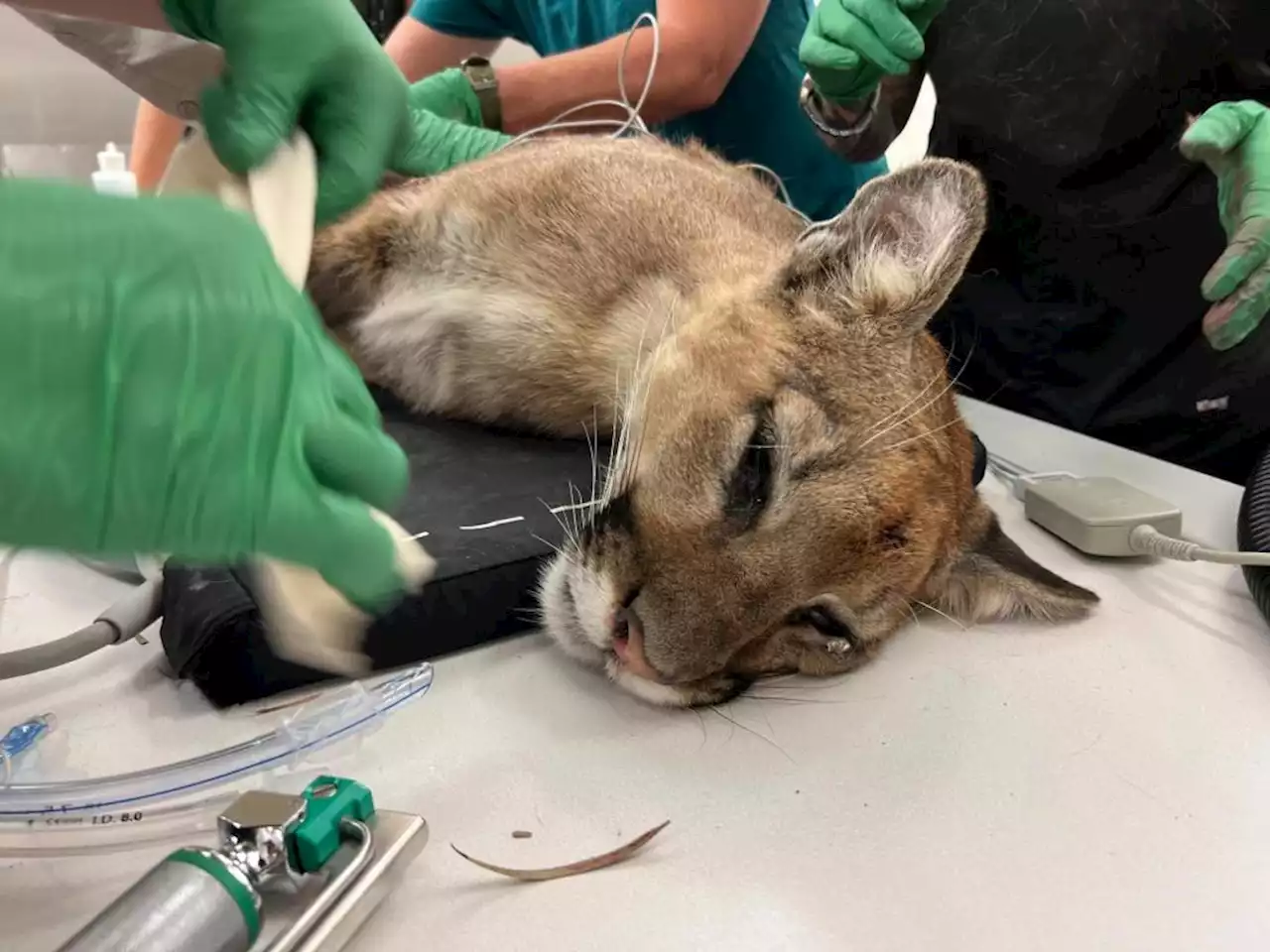 Young mountain lion shot by police dies in surgery at Oakland Zoo