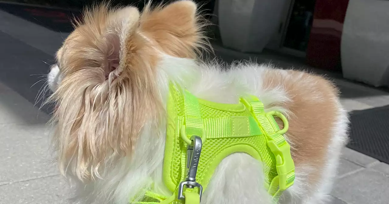 This Fan-Fave Dog Harness Just Got A Sporty Makeover